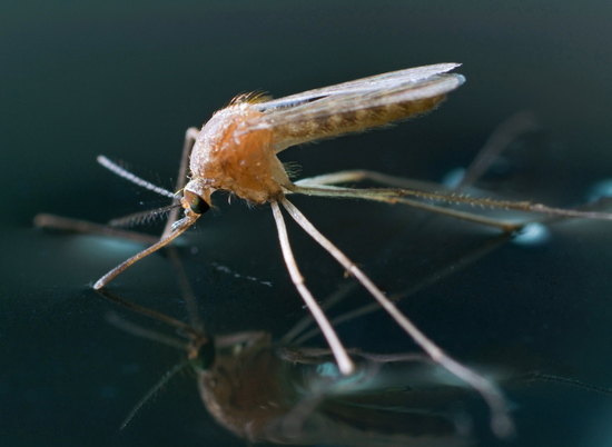В Волгоградской области от комаров и мошек обработают 154 водоема